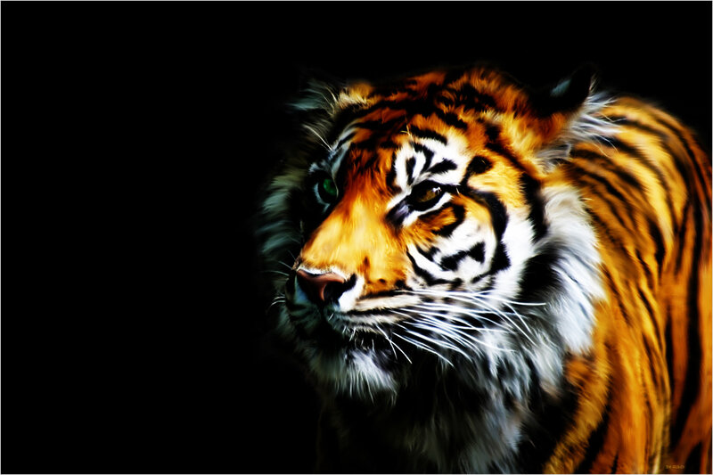 Tiger in Profile — Orange, Dramatic, Digital Art