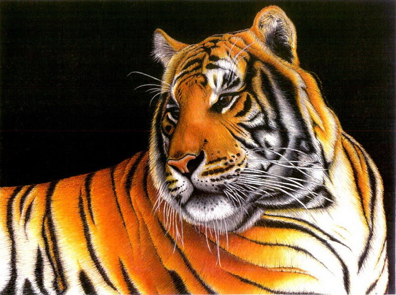 Tiger in Profile — Orange, Dramatic, Illustration
