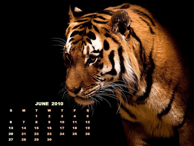 Tiger in Profile — Orange, Dramatic, Night