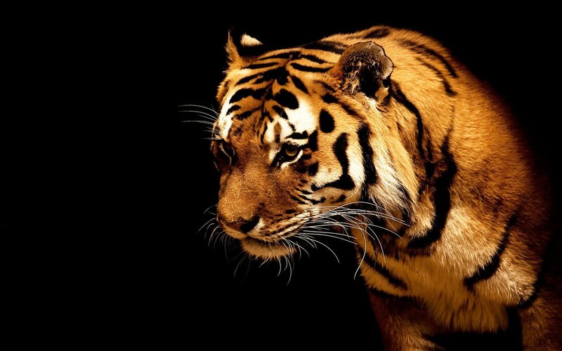 Tiger in Profile — Orange, Dramatic, Photograph, Black Background