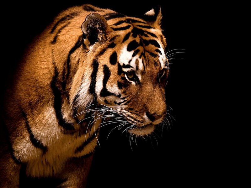 Tiger in Profile — Orange, Dramatic, Photograph, Black Background, Whiskers, Black