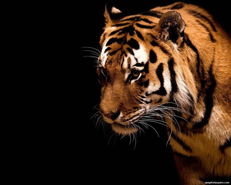 Tiger in Profile — Orange, Dramatic, Photograph
