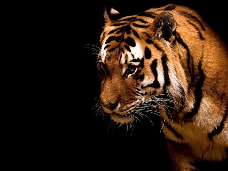 Tiger in Profile — Orange, Dramatic