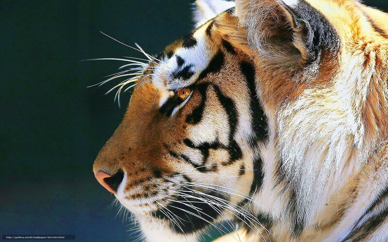 Tiger in Profile — Orange, Intense, Photograph