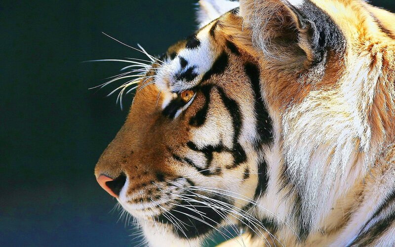 Tiger in Profile — Orange, Intense, Photograph, Whiskers, Eye, Stripes