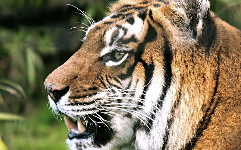 Tiger in Profile — Orange, Intense, Photograph, Whiskers