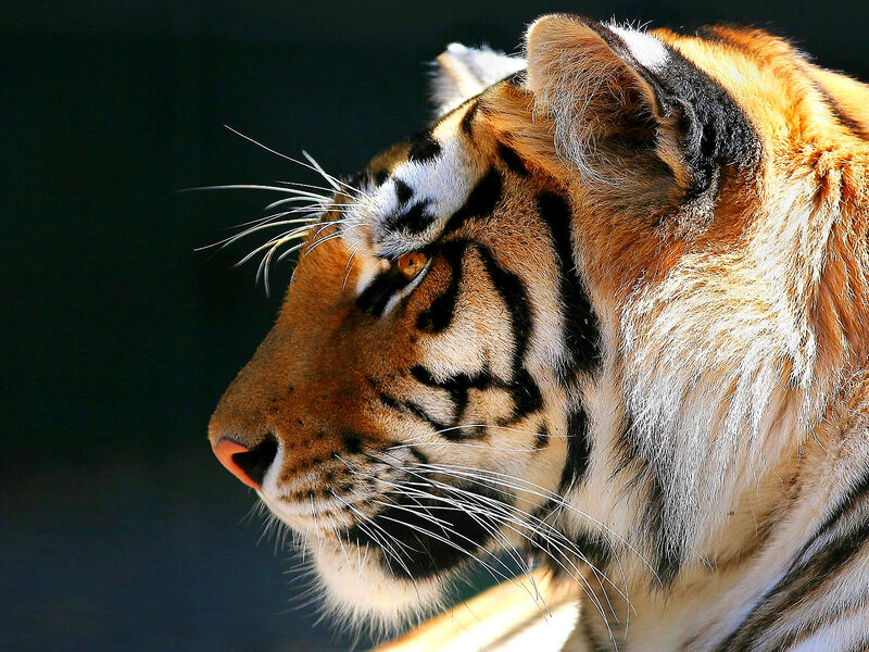 Tiger in Profile — Orange, Intense