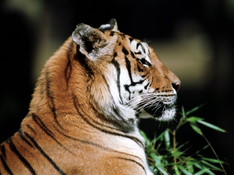Tiger in Profile — Orange, Photograph