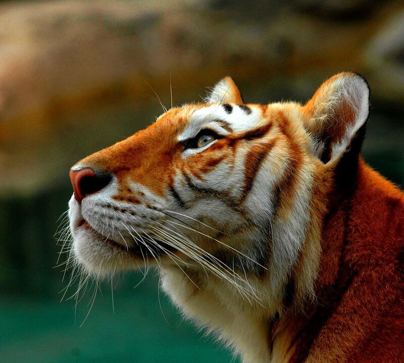 Tiger in Profile — Orange