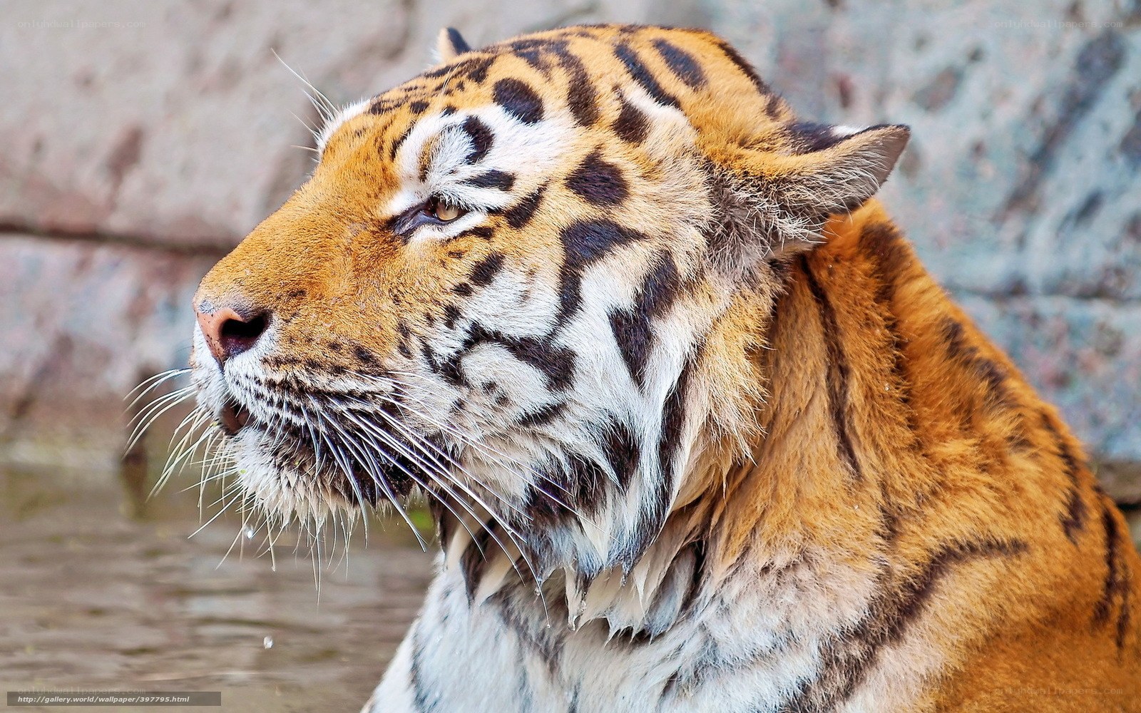 tiger in profile view
