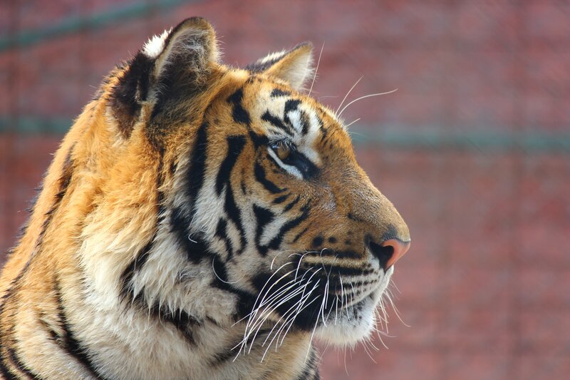 tiger in profile view