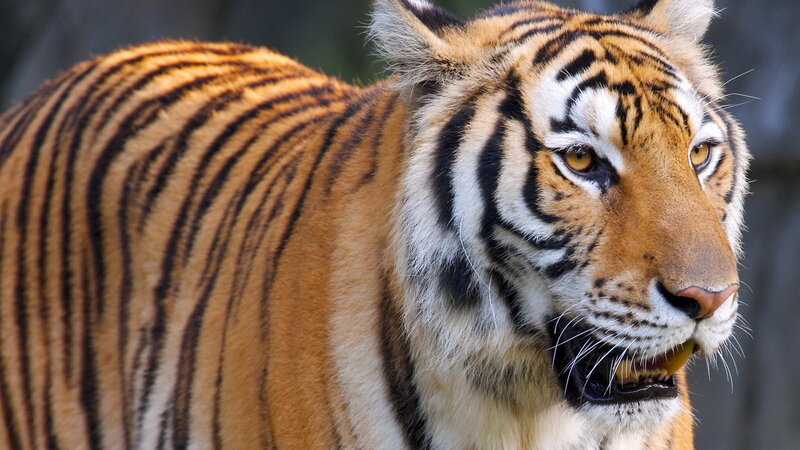tiger in profile view