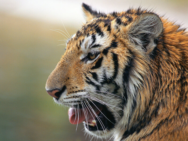 tiger in profile view