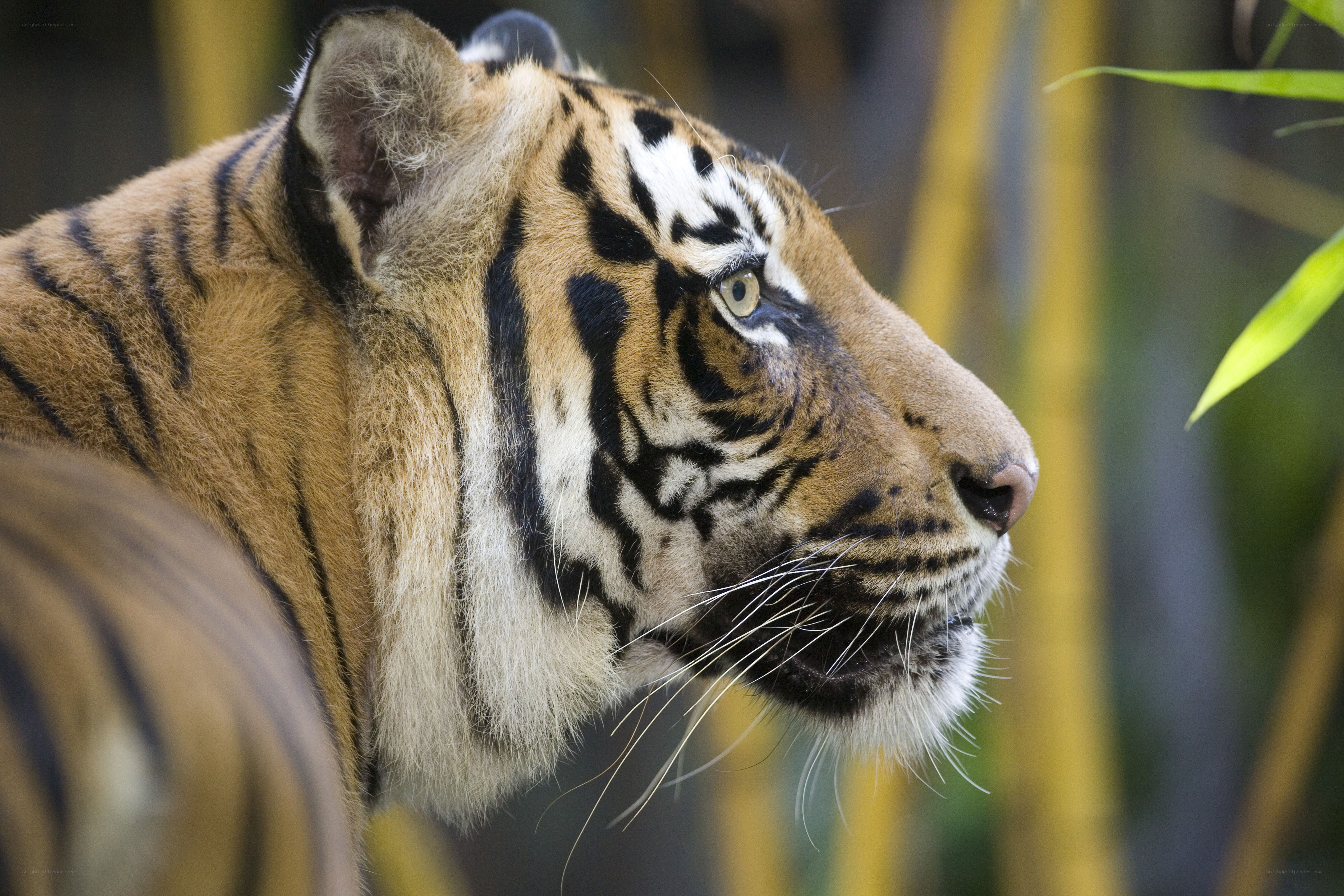 Tiger in profile view