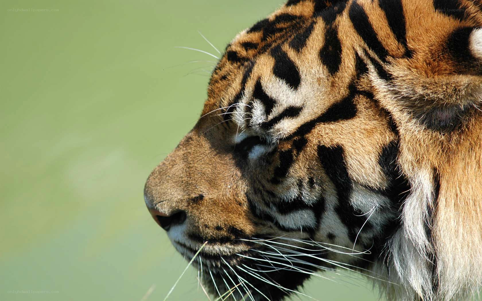 tiger in profile view
