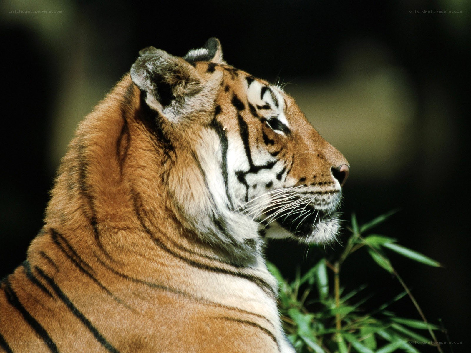 tiger in profile view