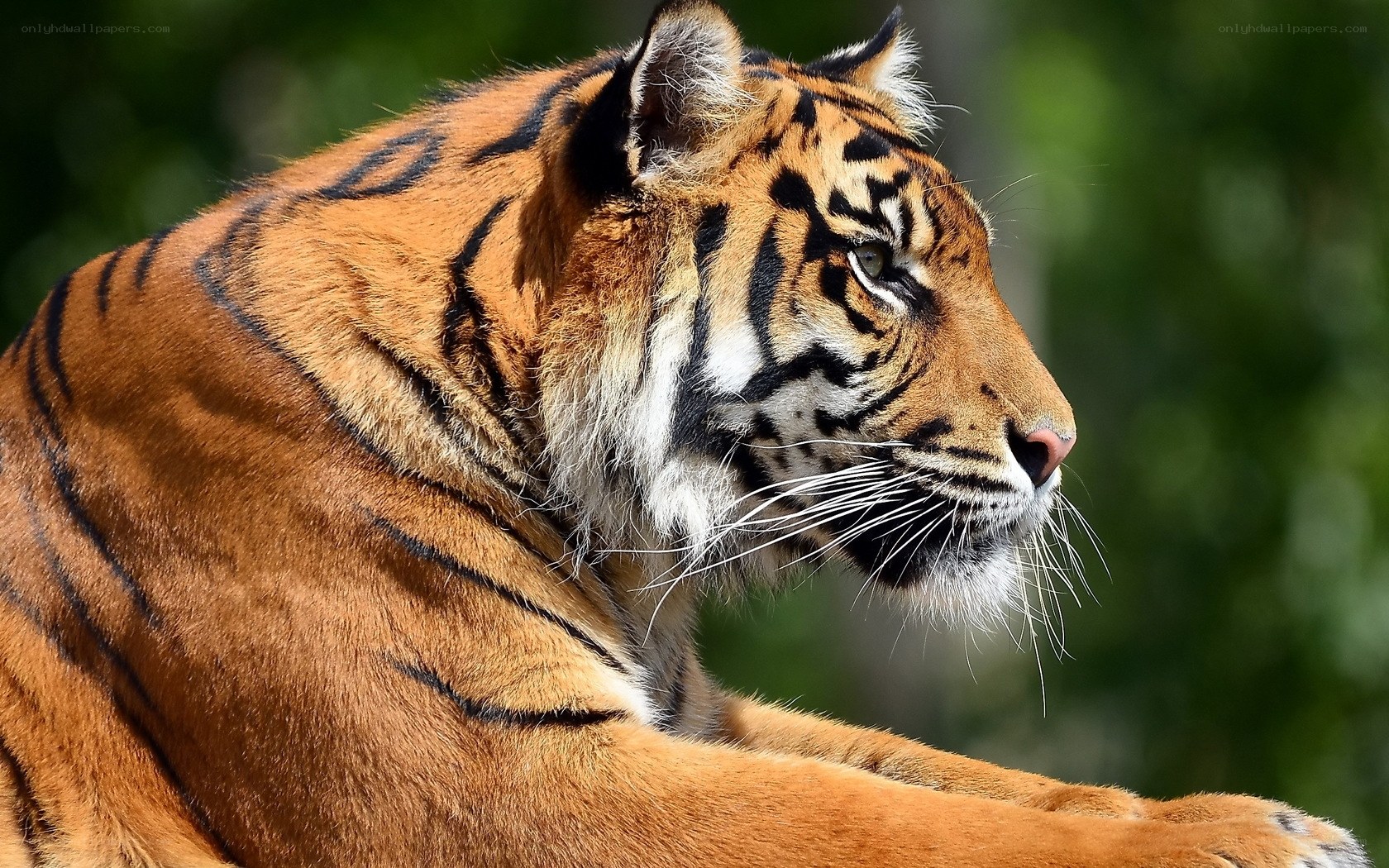 tiger in profile view