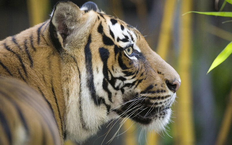 tiger in profile view