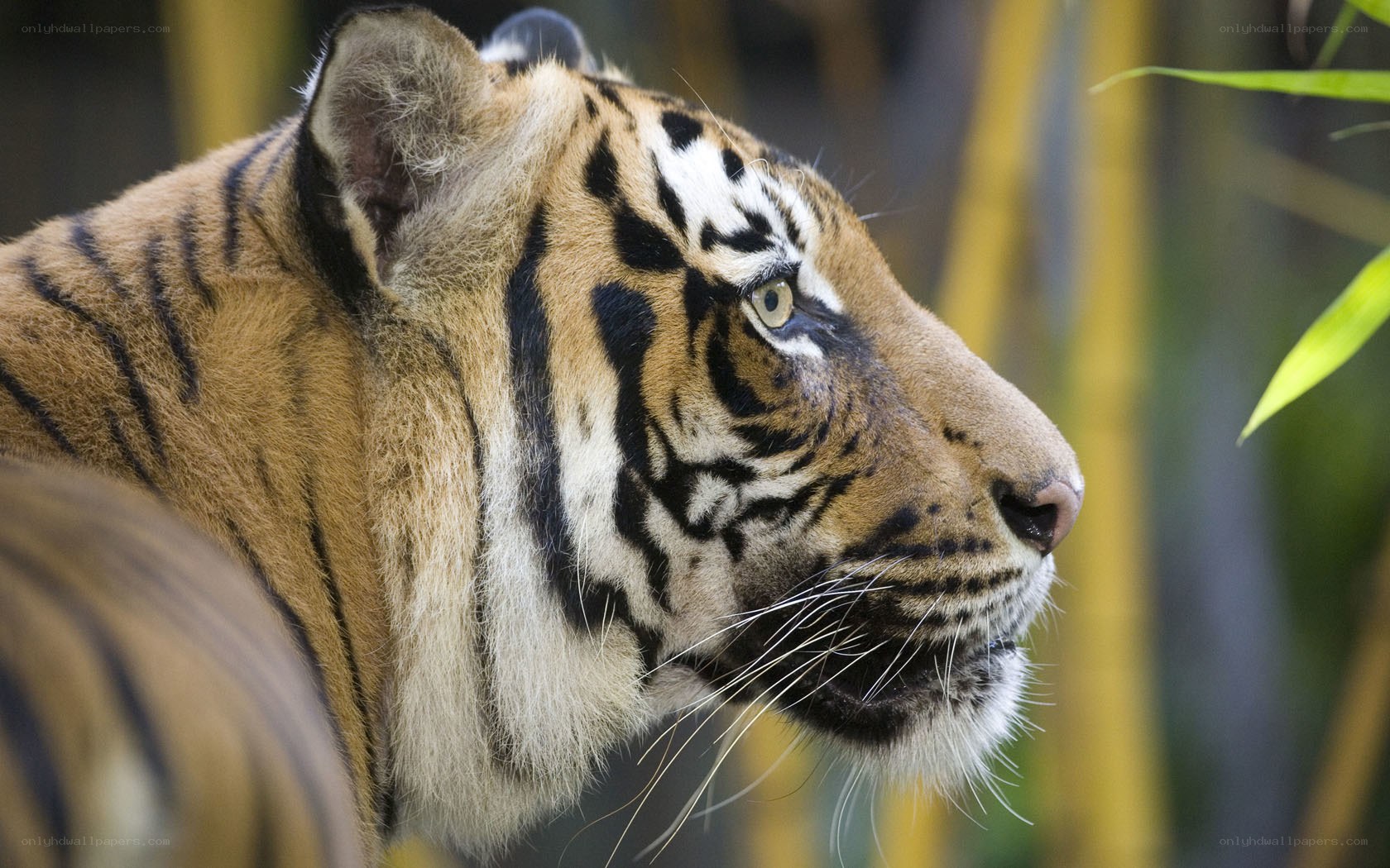 tiger in profile view