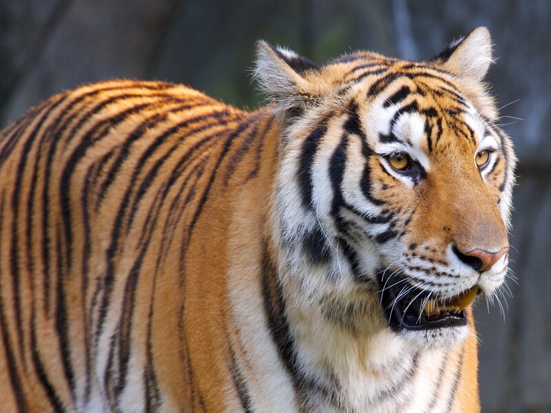 tiger in profile view