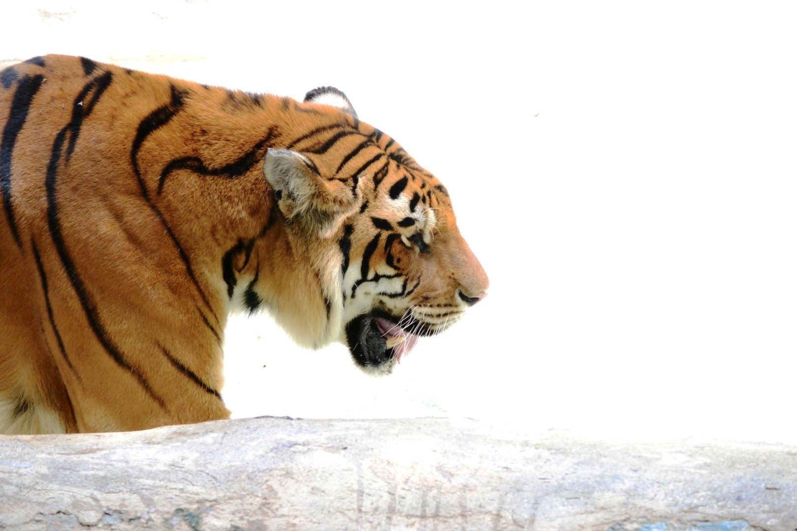 tiger in profile view