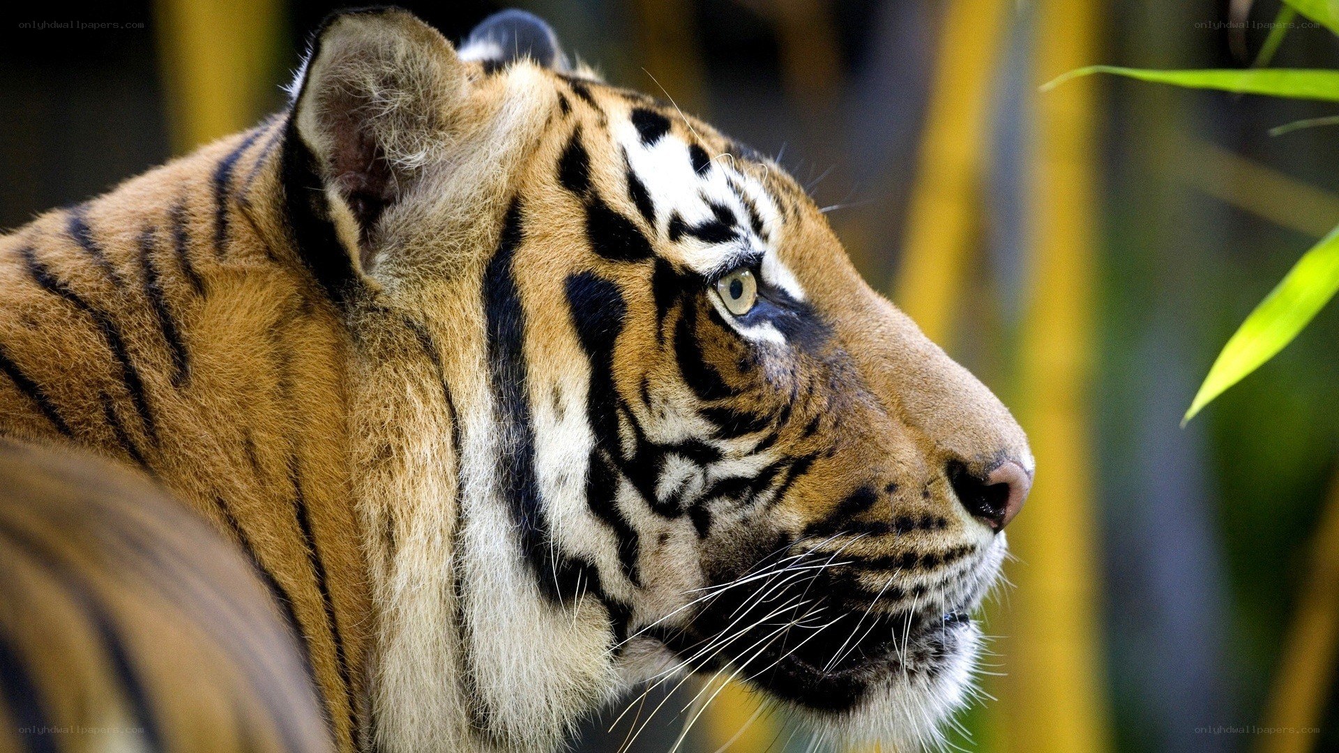 tiger in profile view