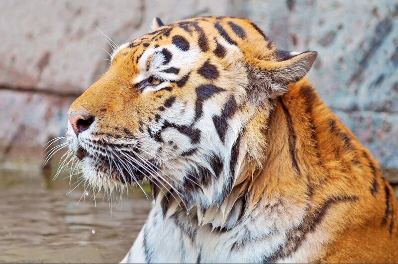 tiger in profile view