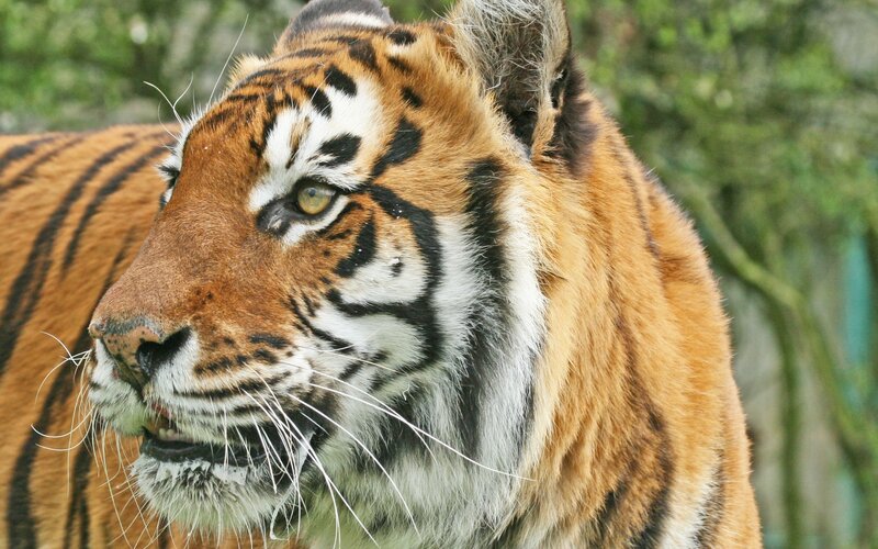 tiger in profile view
