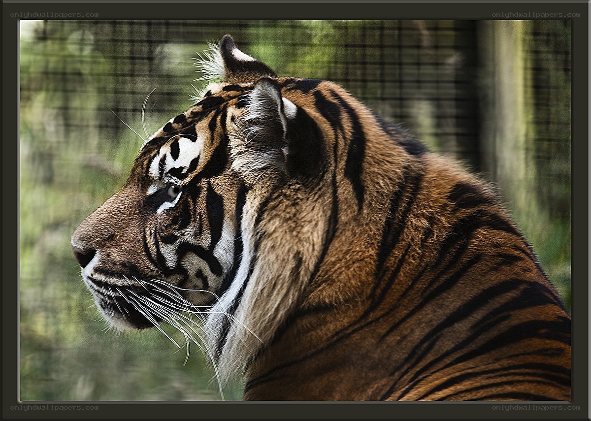 tiger in profile view