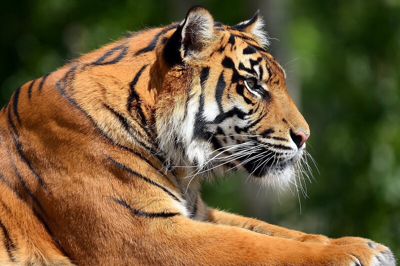 tiger in profile view