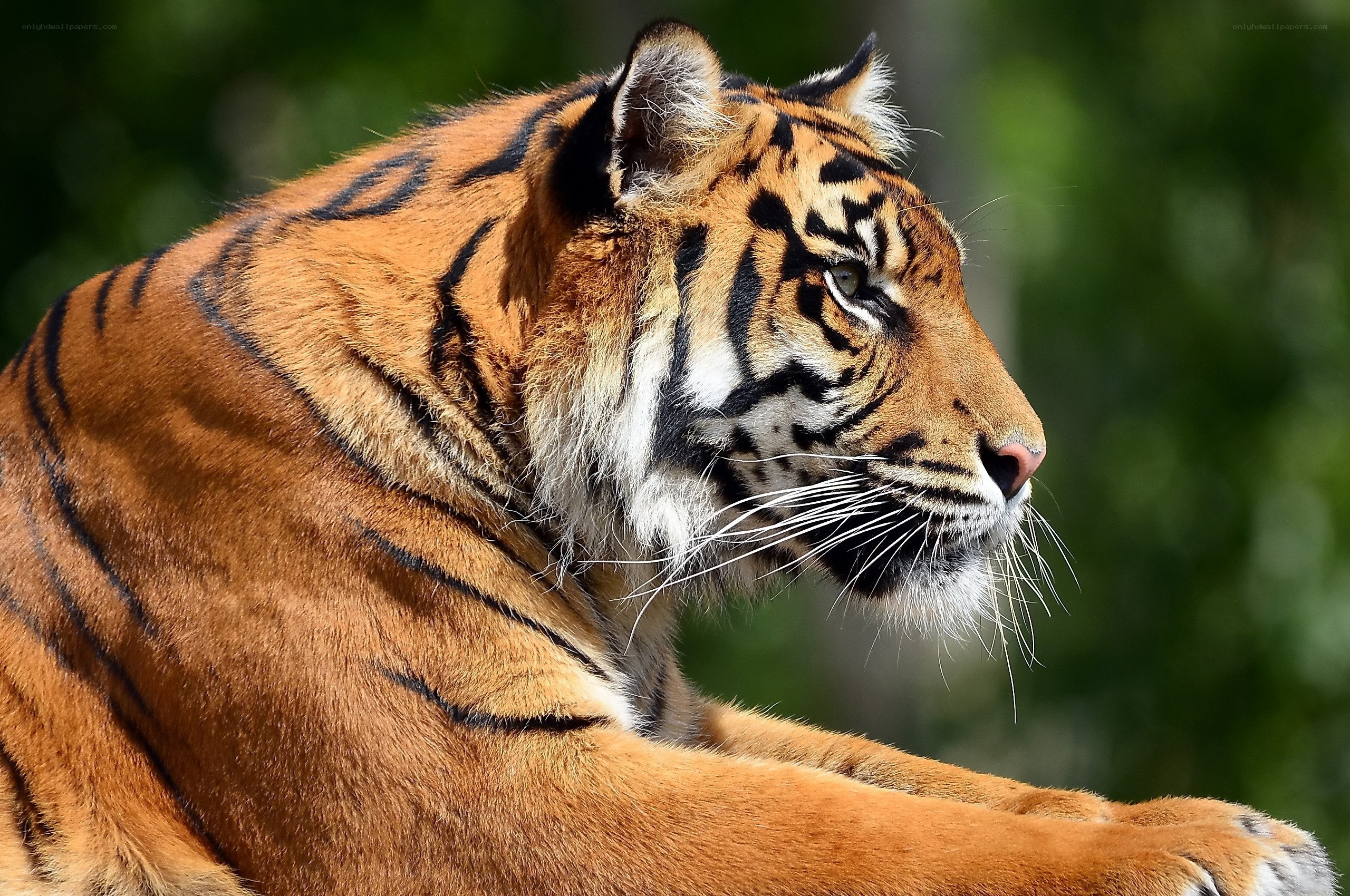 tiger in profile view