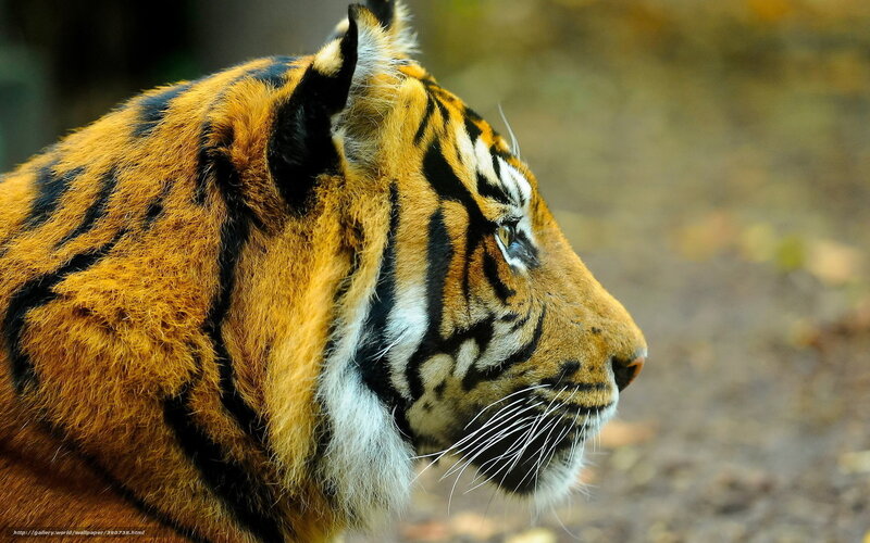 tiger in profile view