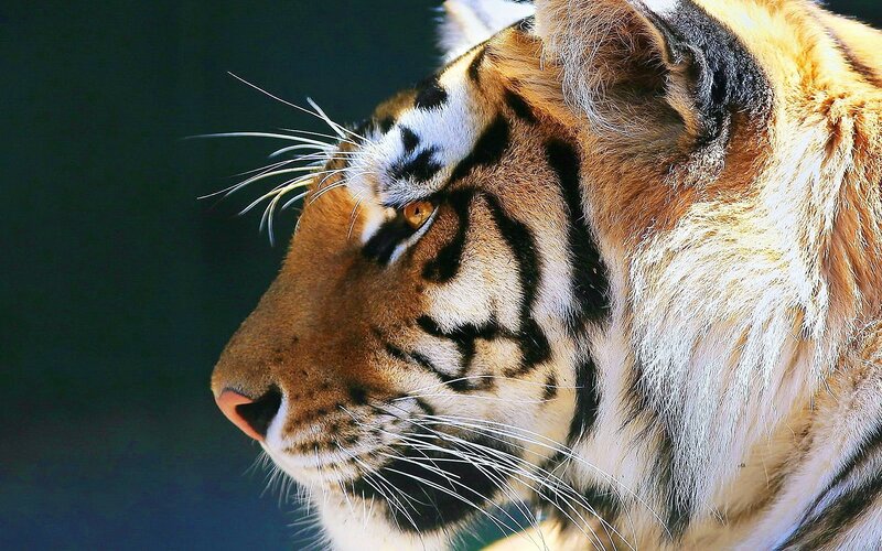 Tiger in Profile — Whiskers