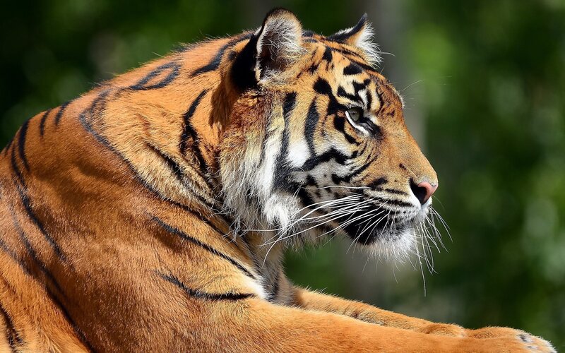 Tiger in Profile — White