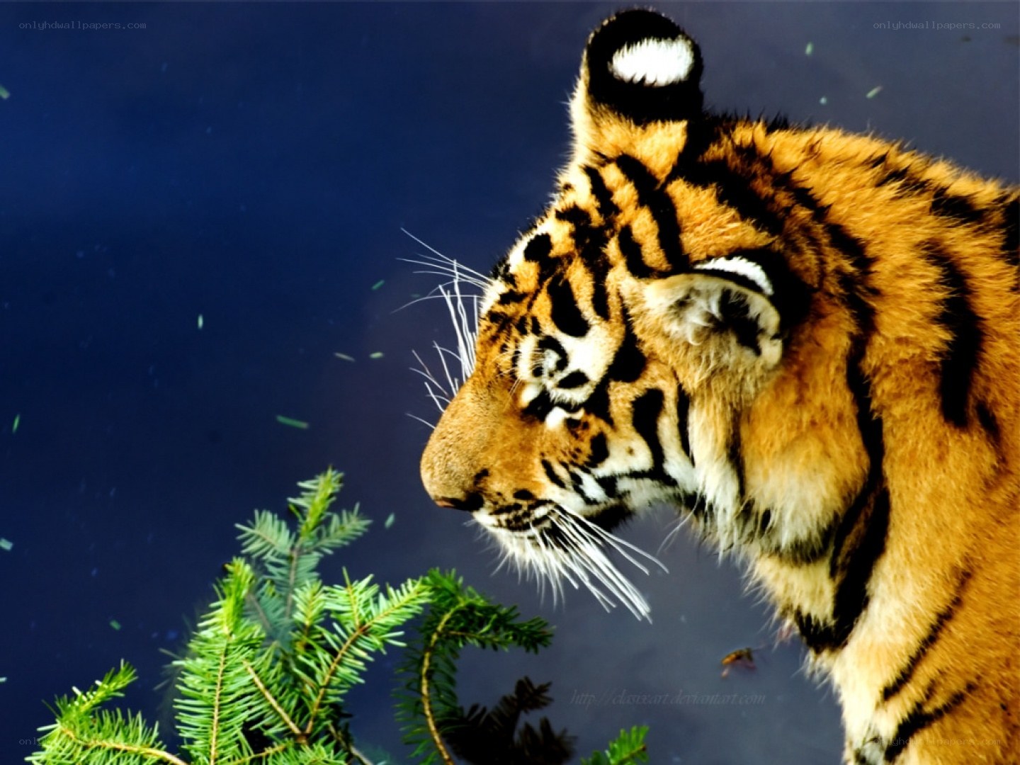 tiger in profile with greenery