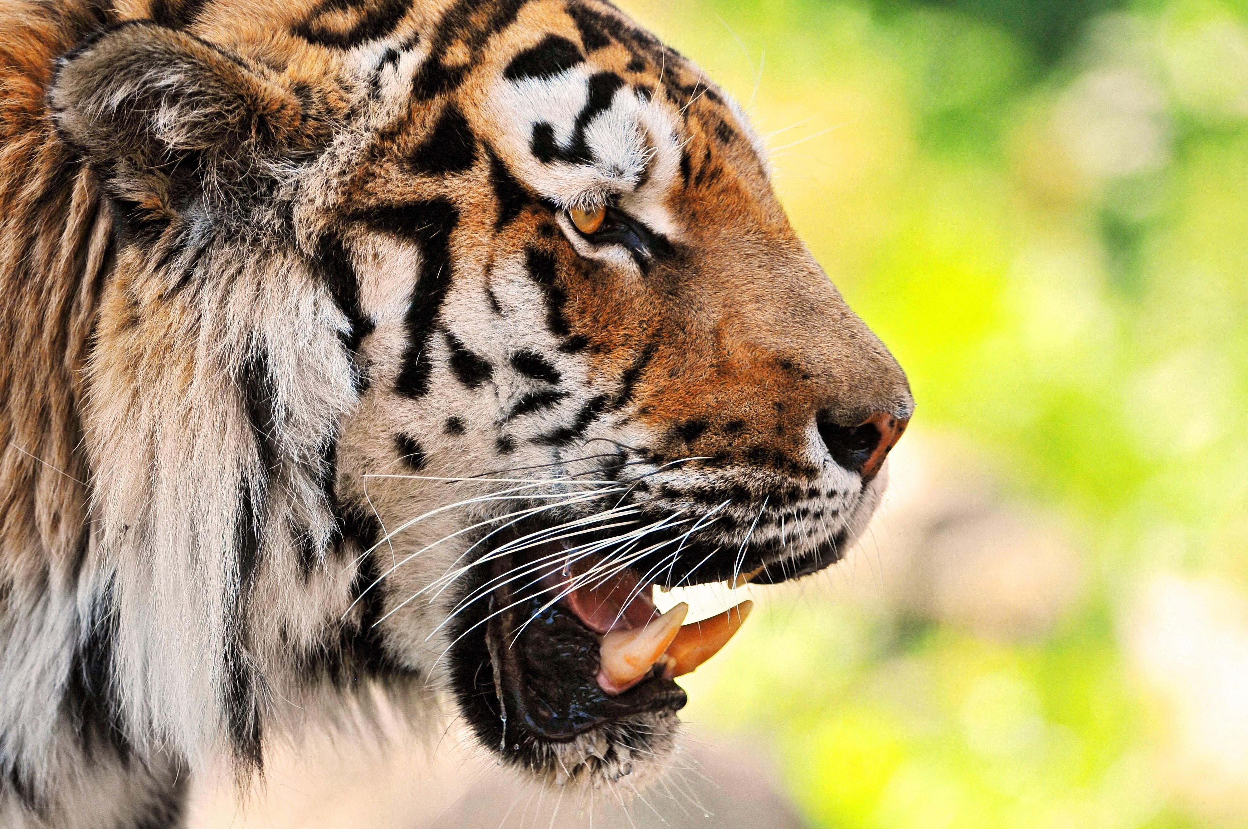 tiger in profile with open mouth