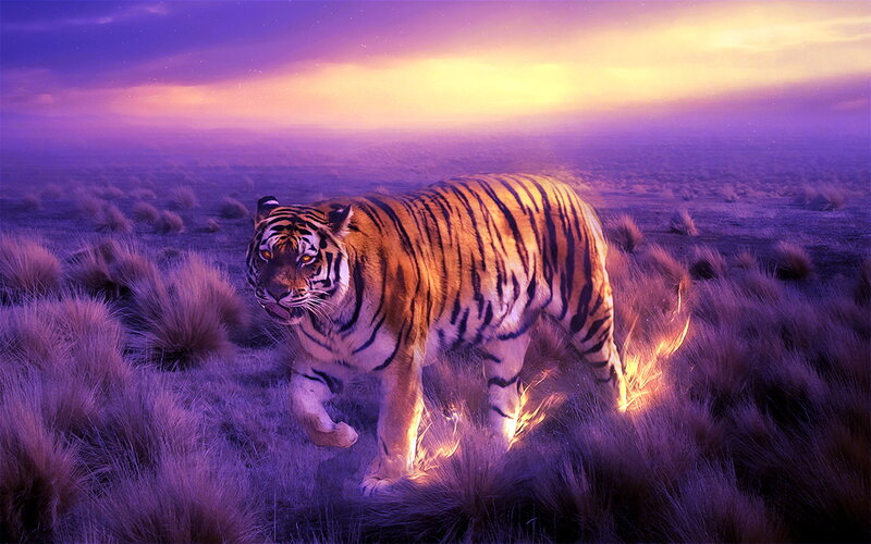 Tiger in Purple Grass