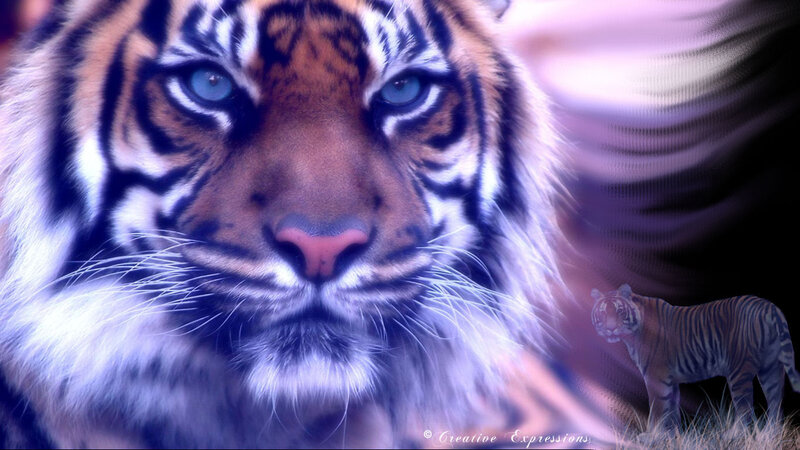 Tiger in Purple Light