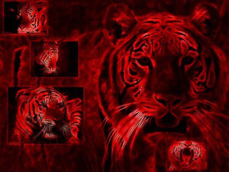 Tiger in Red Light