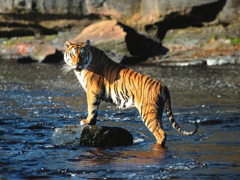Tiger in River — Orange, Alert, Afternoon