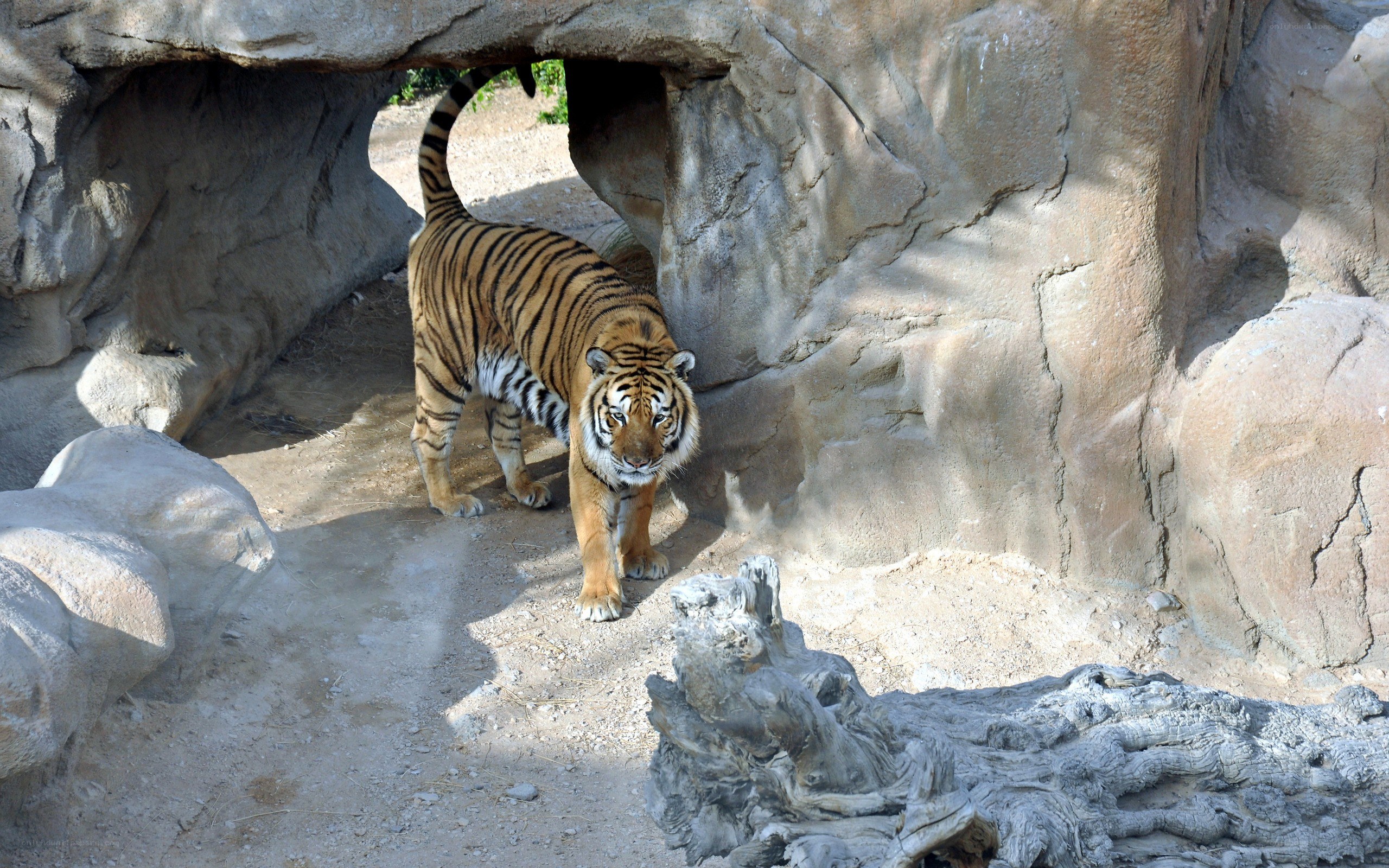 tiger in rocky enclosure