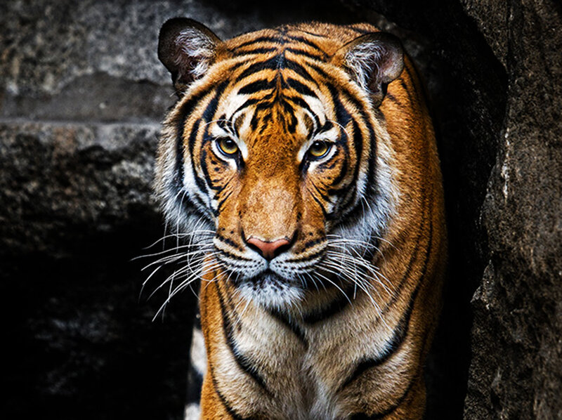 Tiger in Rocky Enclosure — Orange
