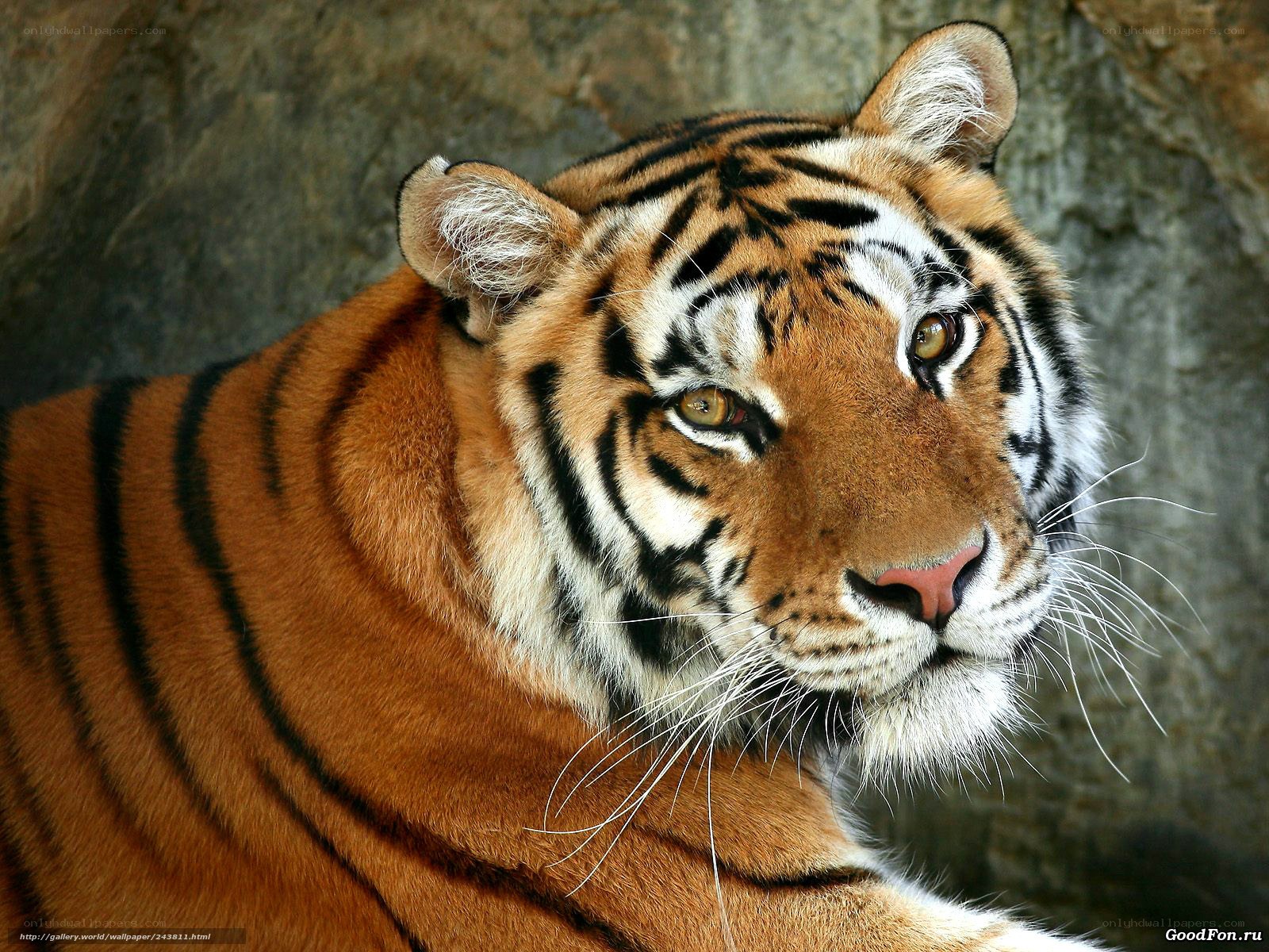 tiger in rocky enclosure