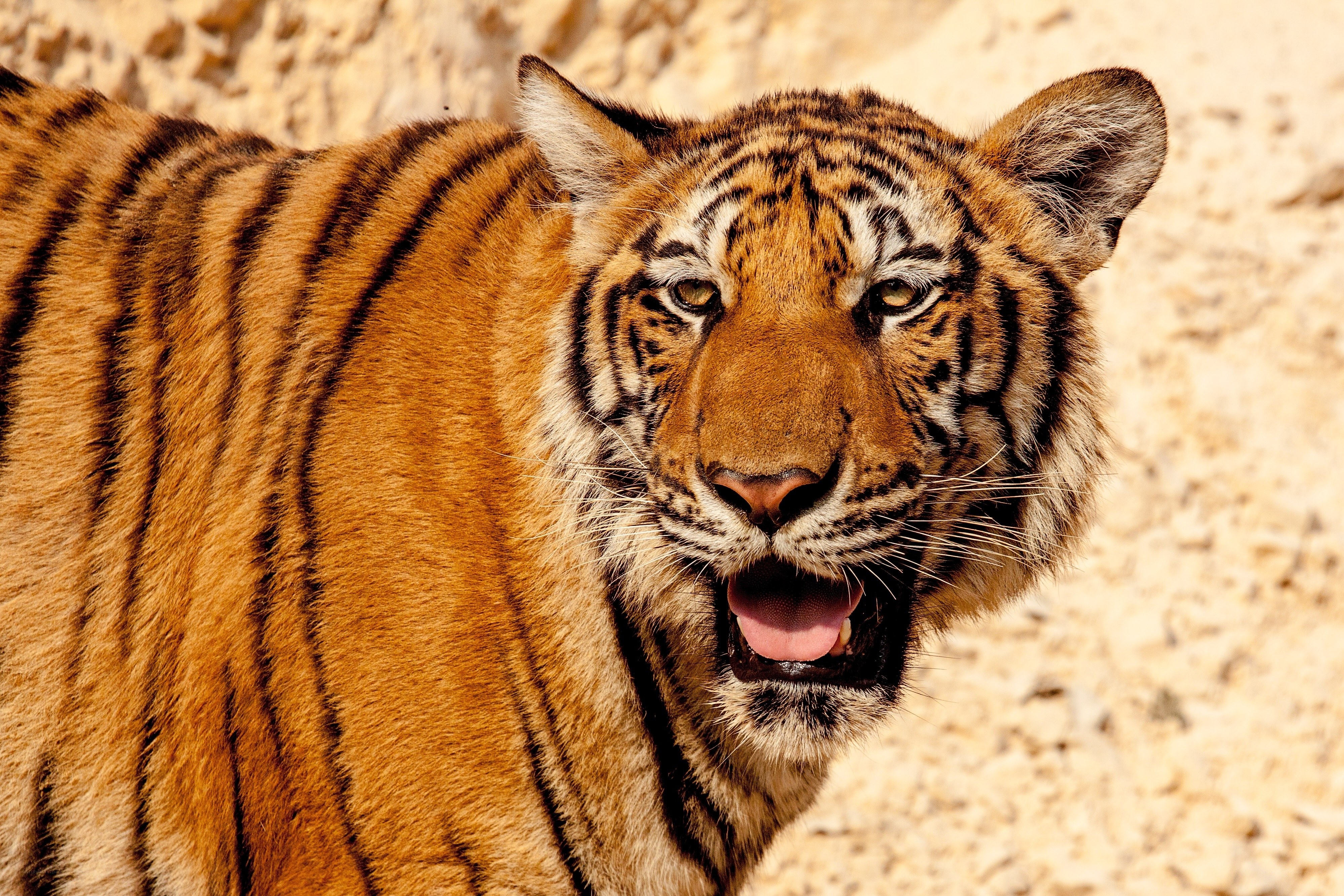tiger in sandy environment