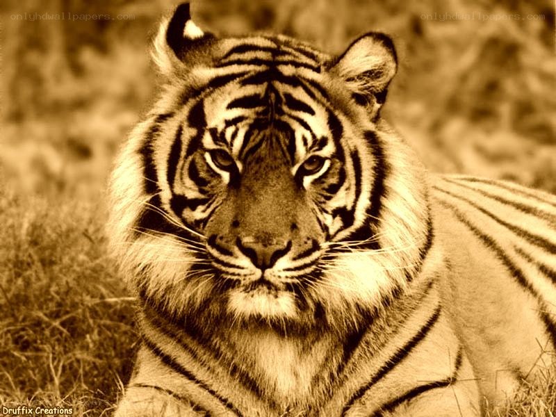 tiger in sepia tone