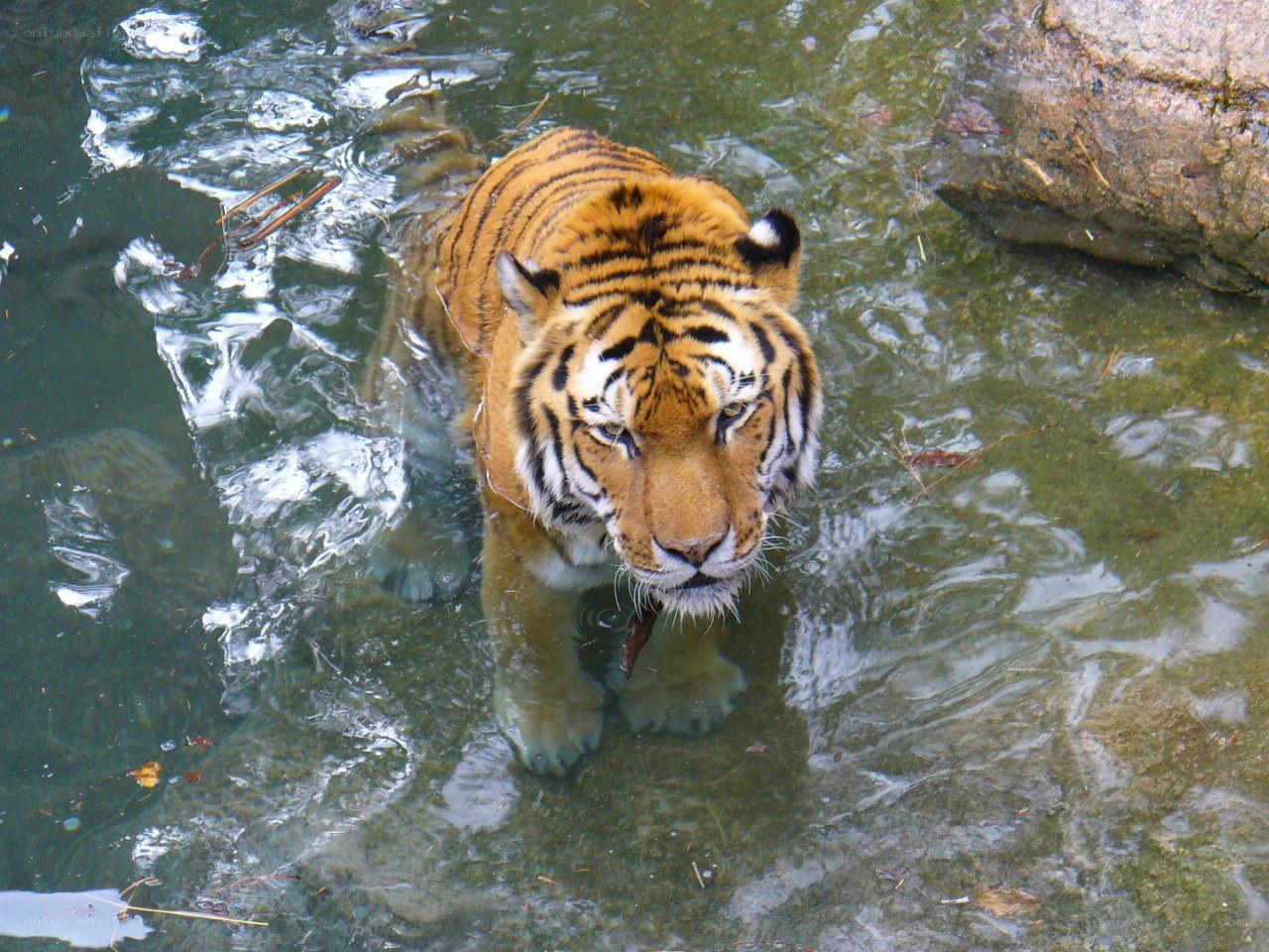 tiger in shallow water