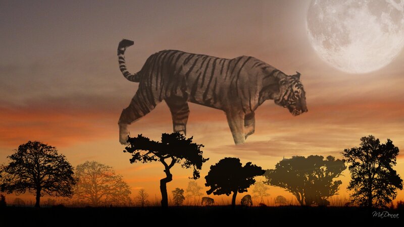 Tiger in Silhouette