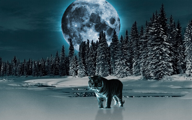Tiger in Snow — Blue