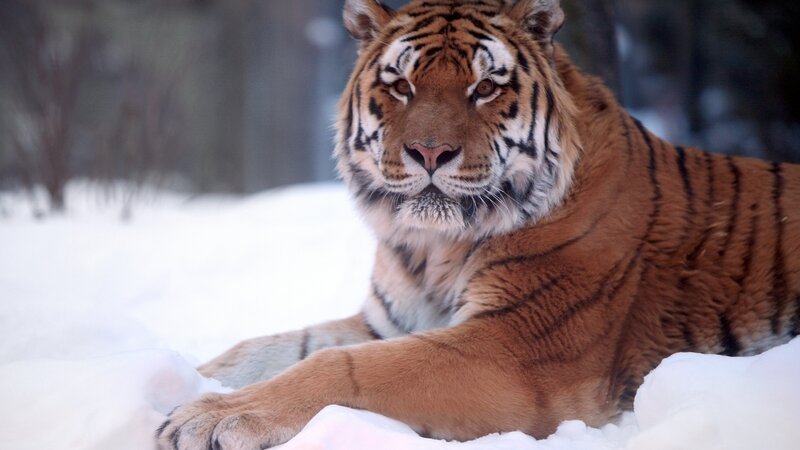 Tiger in Snow — Brown, Calm, Winter, Photograph