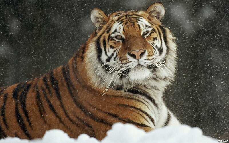Tiger in Snow — Brown, Dramatic